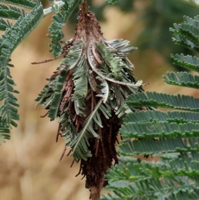 Hyalarcta huebneri (Leafy Case Moth) at Tuggeranong Hill - 13 Dec 2020 by Owen