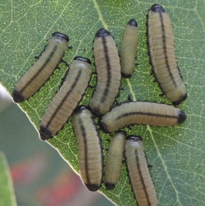 Paropsisterna cloelia (Eucalyptus variegated beetle) at Acton, ACT - 27 Nov 2020 by ConBoekel