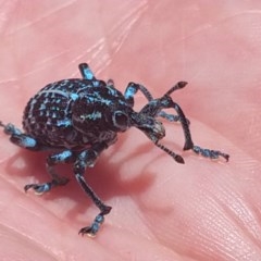 Chrysolopus spectabilis (Botany Bay Weevil) at South Pacific Heathland Reserve - 13 Dec 2020 by LyndalT