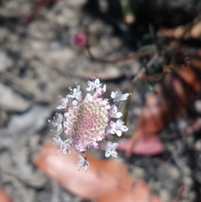 Trachymene sp. (Trachymene) at South Pacific Heathland Reserve - 13 Dec 2020 by LyndalT