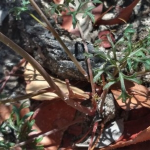 Trachymene sp. at South Pacific Heathland Reserve - 13 Dec 2020