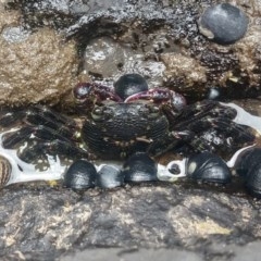 Leptograpsus variegatus (Purple Rock Crab) at Ulladulla, NSW - 13 Dec 2020 by LyndalT