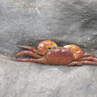 Helograpsus haswellianus (Haswell's Shore Crab) at Ulladulla, NSW - 13 Dec 2020 by LyndalT
