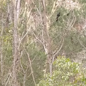 Calyptorhynchus lathami lathami at Currowan, NSW - suppressed