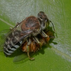 Bembix sp. (genus) at Acton, ACT - 9 Dec 2020