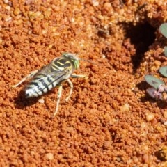 Bembix sp. (genus) at Acton, ACT - 9 Dec 2020