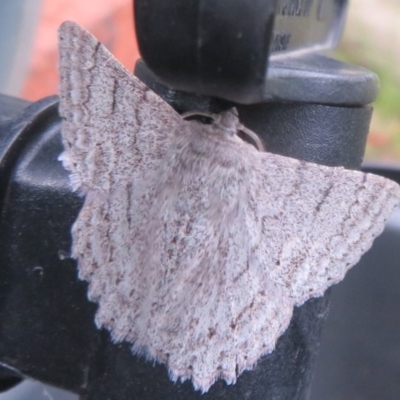 Crypsiphona ocultaria (Red-lined Looper Moth) at Flynn, ACT - 10 Dec 2020 by Christine