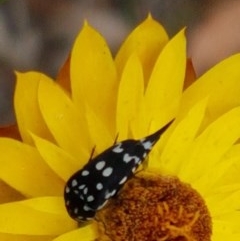 Mordella dumbrelli (Dumbrell's Pintail Beetle) at Watson, ACT - 13 Dec 2020 by trevorpreston