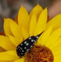 Mordella dumbrelli (Dumbrell's Pintail Beetle) at Watson, ACT - 13 Dec 2020 by trevorpreston