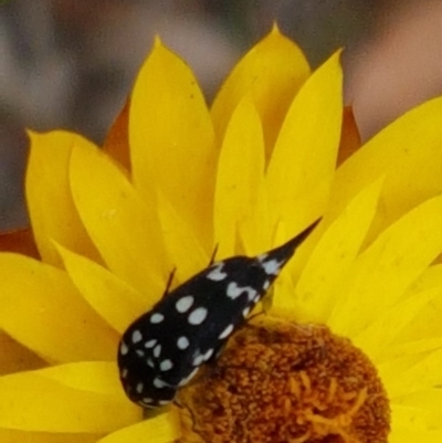 Mordella dumbrelli (Dumbrell's Pintail Beetle) at Black Mountain - 13 Dec 2020 by trevorpreston