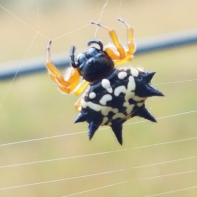 Austracantha minax (Christmas Spider, Jewel Spider) at Black Mountain - 13 Dec 2020 by trevorpreston