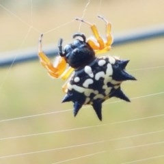 Austracantha minax (Christmas Spider, Jewel Spider) at Watson, ACT - 13 Dec 2020 by tpreston