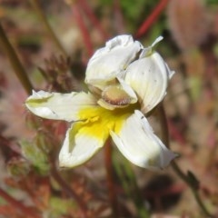 Velleia paradoxa (Spur Velleia) at Mount Clear, ACT - 10 Dec 2020 by Christine