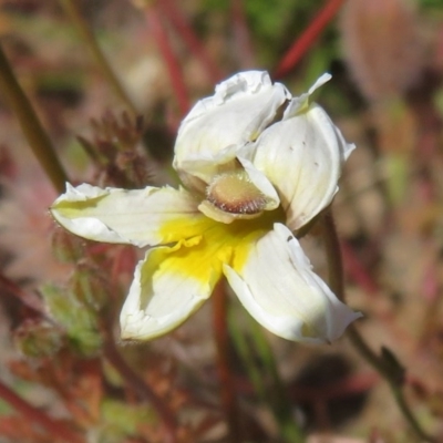 Goodenia paradoxa (Spur Goodenia) at Mount Clear, ACT - 10 Dec 2020 by Christine