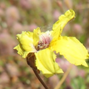 Velleia paradoxa at Mount Clear, ACT - 11 Dec 2020