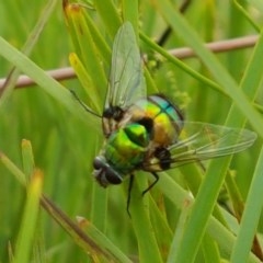 Rutilia (Chrysorutilia) sp. (genus & subgenus) (A Bristle Fly) at Watson, ACT - 13 Dec 2020 by trevorpreston