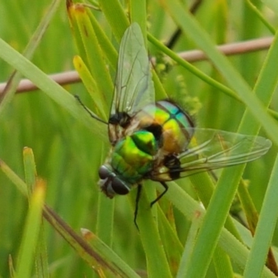 Rutilia (Chrysorutilia) sp. (genus & subgenus) (A Bristle Fly) at Watson, ACT - 13 Dec 2020 by trevorpreston