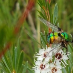 Rutilia (Chrysorutilia) sp. (genus & subgenus) at Watson, ACT - 13 Dec 2020