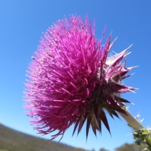 Carduus nutans at Mount Clear, ACT - 11 Dec 2020