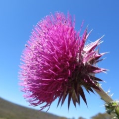 Carduus nutans (Nodding Thistle) at Mount Clear, ACT - 11 Dec 2020 by Christine