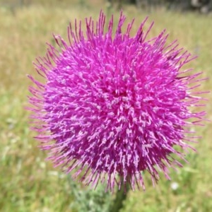 Carduus nutans at Mount Clear, ACT - 11 Dec 2020