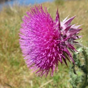 Carduus nutans at Mount Clear, ACT - 11 Dec 2020