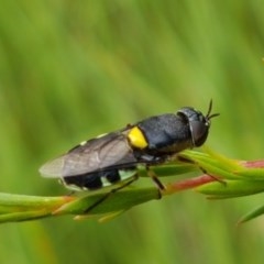 Odontomyia hunteri (Soldier fly) at Watson, ACT - 13 Dec 2020 by trevorpreston