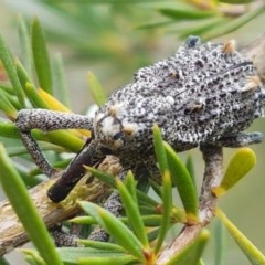 Orthorhinus cylindrirostris (Elephant Weevil) at Watson, ACT - 13 Dec 2020 by trevorpreston