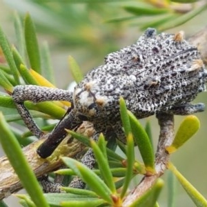 Orthorhinus cylindrirostris at Watson, ACT - 13 Dec 2020