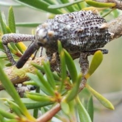 Orthorhinus cylindrirostris at Watson, ACT - 13 Dec 2020