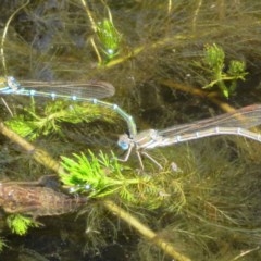 Austrolestes cingulatus (Metallic Ringtail) at Mount Clear, ACT - 11 Dec 2020 by Christine