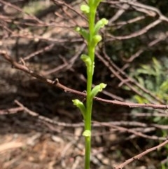 Microtis sp. (Onion Orchid) at Murrumbateman, NSW - 20 Nov 2020 by SimoneC