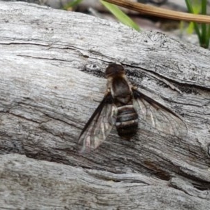 Villa sp. (genus) at Watson, ACT - 13 Dec 2020