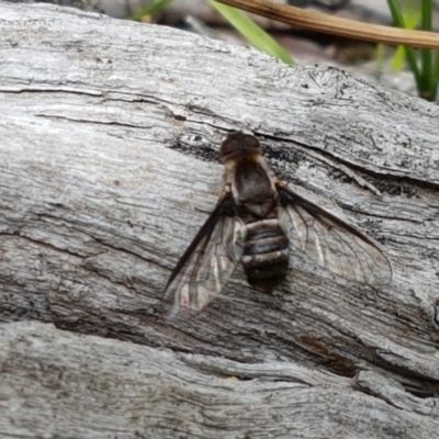 Villa sp. (genus) (Unidentified Villa bee fly) at Watson, ACT - 13 Dec 2020 by trevorpreston