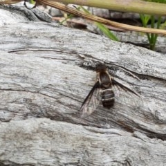 Villa sp. (genus) at Watson, ACT - 13 Dec 2020