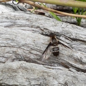 Villa sp. (genus) at Watson, ACT - 13 Dec 2020 11:44 AM