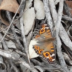 Junonia villida (Meadow Argus) at Watson, ACT - 13 Dec 2020 by tpreston