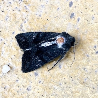 Neumichtis nigerrima (Black Turnip Moth) at Aranda, ACT - 13 Dec 2020 by KMcCue