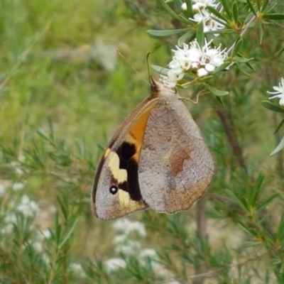 Heteronympha merope (Common Brown Butterfly) at Watson, ACT - 13 Dec 2020 by trevorpreston