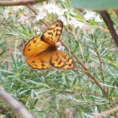 Heteronympha merope (Common Brown Butterfly) at Black Mountain - 13 Dec 2020 by trevorpreston