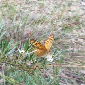 Heteronympha merope at Watson, ACT - 13 Dec 2020