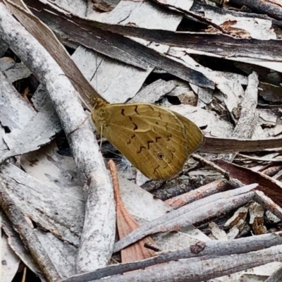 Heteronympha merope (Common Brown Butterfly) at Aranda Bushland - 12 Dec 2020 by KMcCue