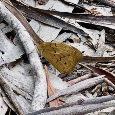 Heteronympha merope (Common Brown Butterfly) at Aranda Bushland - 13 Dec 2020 by KMcCue