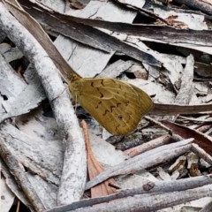 Heteronympha merope (Common Brown Butterfly) at Aranda Bushland - 12 Dec 2020 by KMcCue