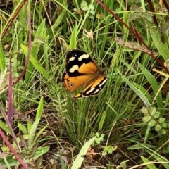 Heteronympha merope at Holt, ACT - 13 Dec 2020