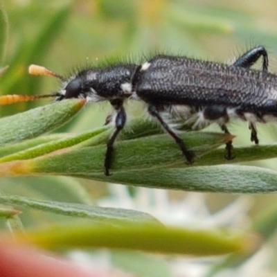 Eleale simplex (Clerid beetle) at Black Mountain - 13 Dec 2020 by trevorpreston