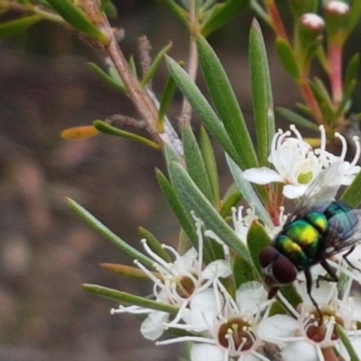 Rutilia sp. (genus) (A Rutilia bristle fly, subgenus unknown) at Watson, ACT - 13 Dec 2020 by trevorpreston