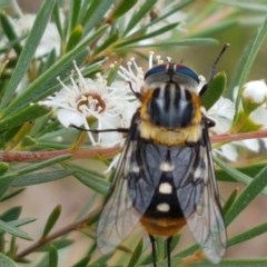 Scaptia (Scaptia) auriflua (A flower-feeding march fly) at Watson, ACT - 13 Dec 2020 by trevorpreston