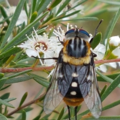 Scaptia (Scaptia) auriflua (A flower-feeding march fly) at Black Mountain - 13 Dec 2020 by trevorpreston