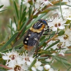 Scaptia (Scaptia) auriflua at Watson, ACT - 13 Dec 2020